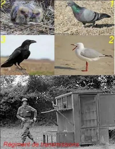 Que sont ces oisillons ?