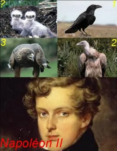 Que sont ces oisillons ?