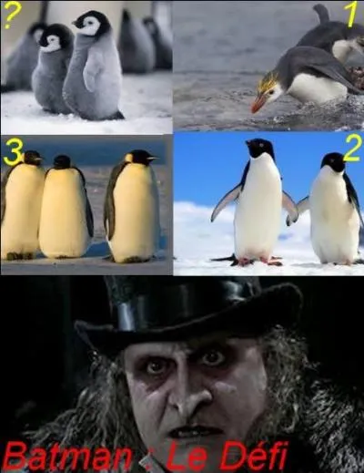 Que sont ces oisillons ?