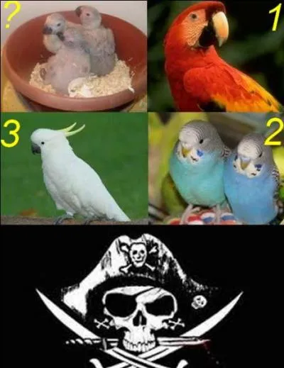 Que sont ces oisillons ?