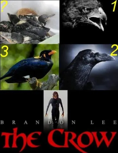 Que sont ces oisillons ?