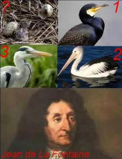 Qu'est cet oisillon ?