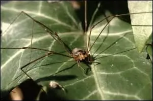 C'était un bel animal ! 
Quel est le nom de celui-ci, plus fin que l'araignée et tout à fait inoffensif ?