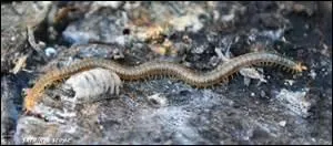 Croyez-moi, leur nombre de pattes est légendaire...
Qu'est-ce ?