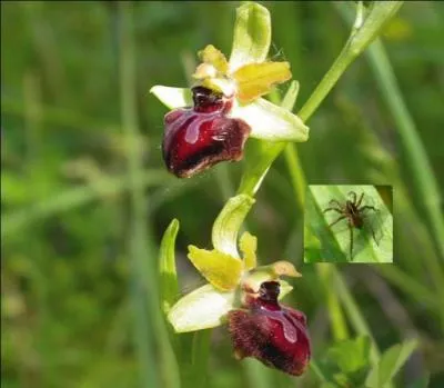 C'est une orchidée terrestre, et elle possède des racines.