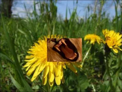 On l'appelle pissenlit ou --------.