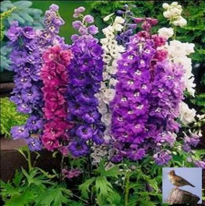 Magnifiques fleurs aux couleurs variées et souvent éblouissantes.