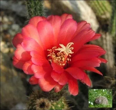 Son nom lui vient du grec qui veut dire -----.