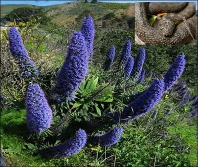 La couleur des fleurs varie du rose au bleu vif selon la maturité de la plante.