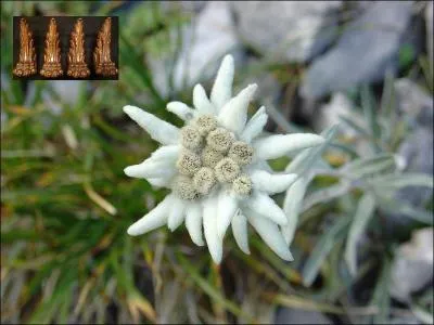 C'est ici une fleur d'altitude, étoilée que l'on nomme -------.