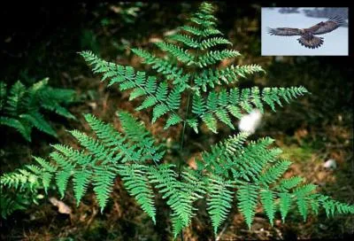 Quel rapace donne son nom à cette fougère ?