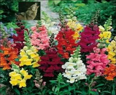 En raison de la forme des fleurs, ces belles plantes portent le nom de -----.