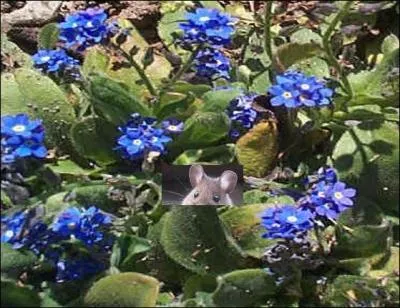 On donne le nom --------- à ces délicates fleurs bleues.