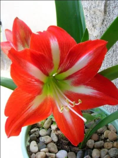 Que forment les sépales d'une fleur ?