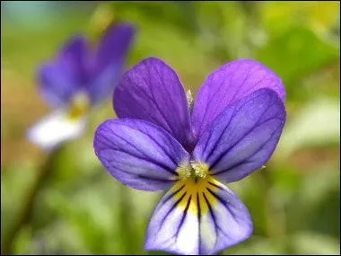 Quel est le nom de cette fleur ?