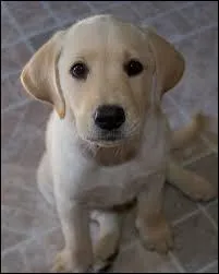 Quelle est la race de ce chien ?