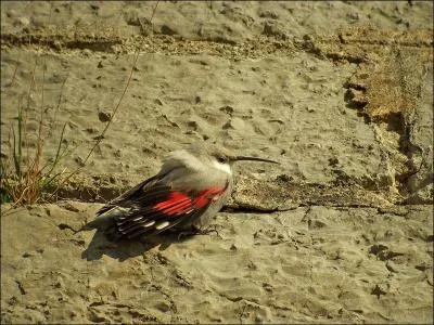 Le tichodrome vous dit-il quelque chose ?