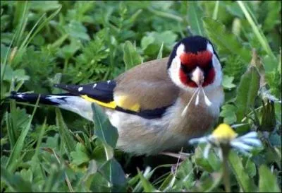 ...Et le chardonneret ? Existe-t-il ?