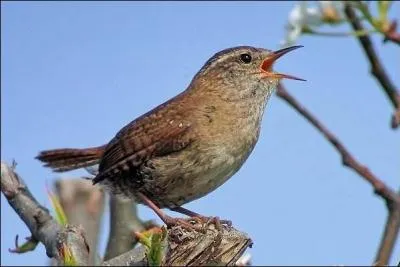 Connaissez-vous le troglodyte ?