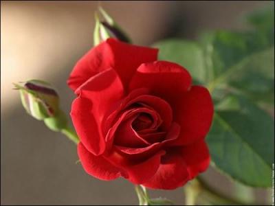 D'après le langage des fleurs, quelle est la signification d'une rose de couleur rouge ?