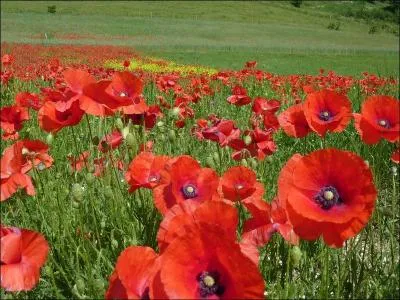 Parmi ces fleurs, laquelle ne peut pas être de couleur rouge ?