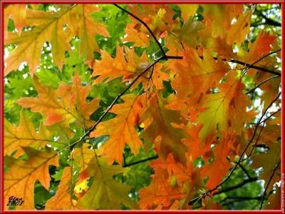 A quel arbre appartiennent ces feuilles d'automne ?