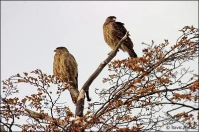 Qui chantait " Au retour de l'automne feras-tu comme l'oiseau qui s'envole et s'étonne de me voir de si haut , restera-t-il encore un peu de notre amour ?"