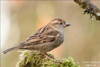 De qui sont les paroles "Tout va bien tout fonctionne, sans but ni pourquoi, d'hiver en automne, ni fièvre ni froid, elle met du vieux pain sur son balcon ...