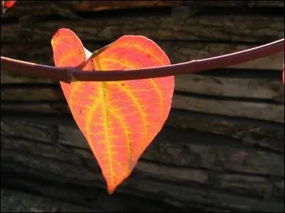 Qui chantait " Il était beau comme un enfant, fort comme un homme, et j'ai compté en le voyant mes nuits d'automne" ?