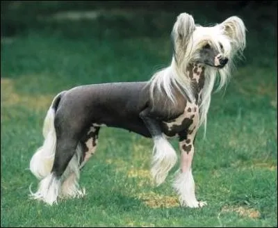 Quelle est la race de ce chien ?