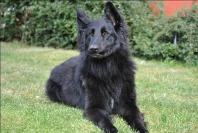 Quelle est la race de ce chien ?