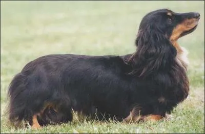 Quelle est la race de ce chien, qui est aussi la race de mes deux chiens chéris ?