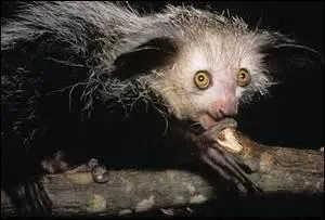 Quel est le nom de ce petit animal appartenant à la famille des Lémuriens et possédant des yeux de hibou, des oreilles de souris, une queue d'écureuil et des dents de rongeur ?