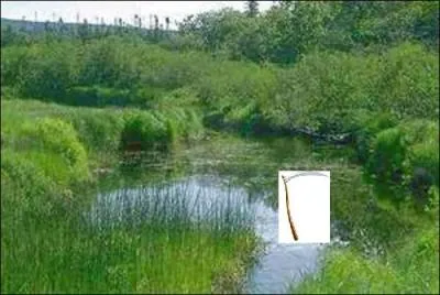 Leur quotidien est la prostitution.
Regardez l'illustration, elle donne la réponse !