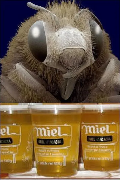 Quel est cet insecte ?
