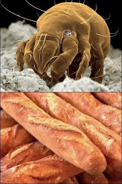 Pouvez-vous identifier ce parasite ?