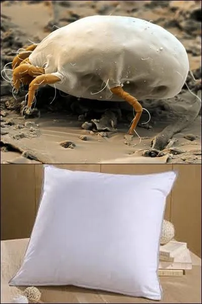 Comment s'appelle celui-ci ?