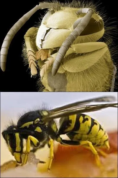 Pouvez-vous reconnatre cet insecte ?