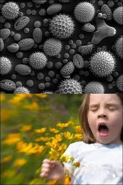 Par quoi désigne-t-on ce l'on voit sur la photo ci-dessous ?