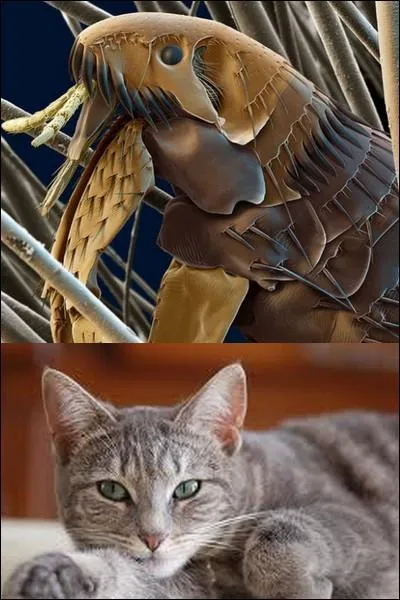 Quel nom donne-t-on à ce parasite ?