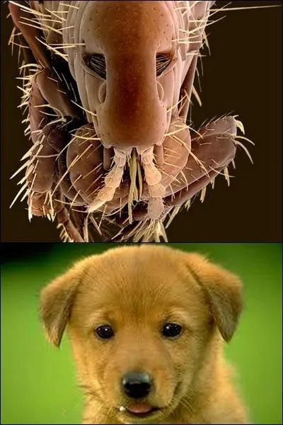 Quel nom attribue-t-on à celui-ci ?