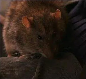 Est-il un vrai rat ?