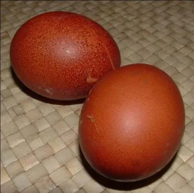 De quoi est constitué 12% du poids d'un oeuf ?