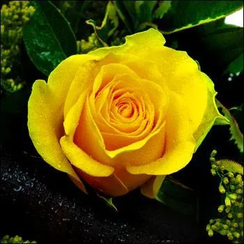 D'après le langage des fleurs quelle est la signification d'une rose de couleur jaune ?