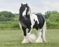 Quiz Galop 1