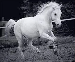 Comment s'appelle cette race ?