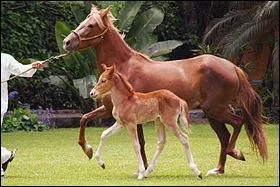 Comment s'appelle cette race ?