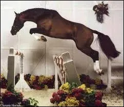 Comment s'appelle cette race ?