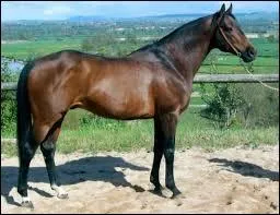 Comment s'appelle cette race ?