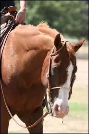 Comment s'appelle cette race ?